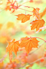 Fototapeta na wymiar Norway maple leaves