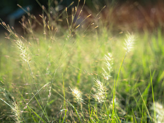 Feather pennisetum, Mission grass flower in garden.