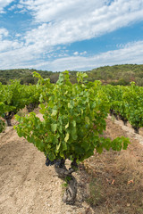 Fototapeta na wymiar Vineyards in Burgundy, ripe grape in summer 