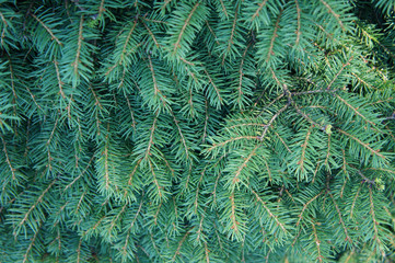 Green fir or christmas tree many branches background