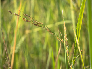 Ear of rice and scarecrow in field.