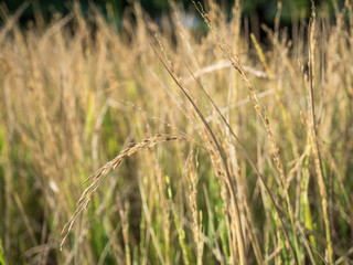 Feather pennisetum, Mission grass flower in garden.