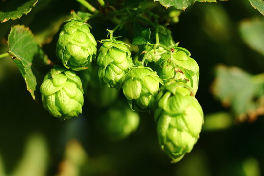 Hopfen, Fruchtzapfen, Auch Dolden genannt  kurz vor der Ernte im Hochsommer