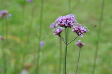 patagonisches Eisenkraut
