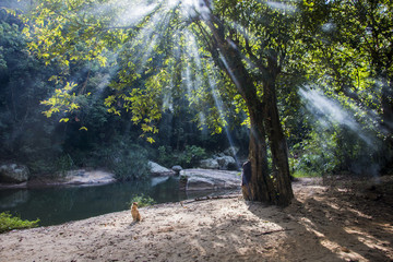 Sunrays through a tree