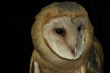 Fototapeta premium Barn Owl Close Up