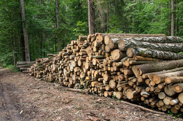 Background stack of logs in the forest, side view.