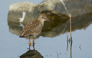 Common redshank on the west coast in Sweden