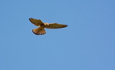 Flying bird in Sweden 