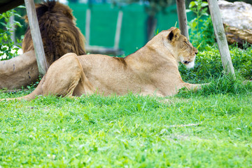 Naklejka premium Lion