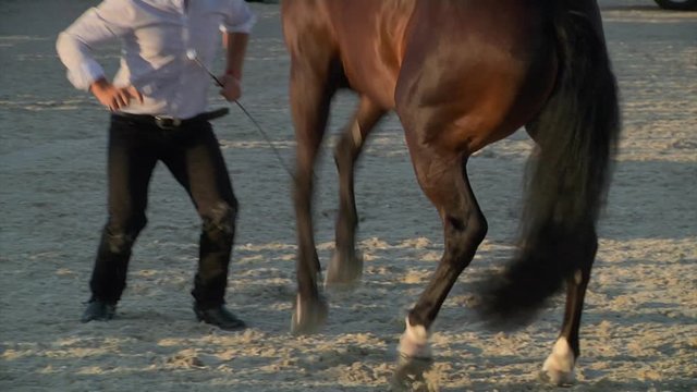 Tamer making a horse dance