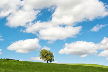 Rural summer landscape, lonely tree on a green field with beautiful cloudy sky, Germany