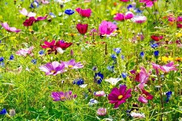 Grußkarte - Blumenwiese - Sommerblumen