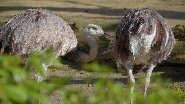 13761_Two_gray_ostrich_putting_their_head_down.mov