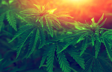 marijuana  background at sunset. bush cannabis. - obrazy, fototapety, plakaty