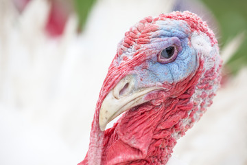 an head of an turkey © denboma