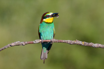 European bee-eater with a bee in a beak on a beautiful background
