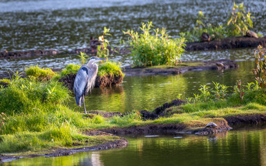 Great Blue Heron Standing on an island in the Chesapeake Bay