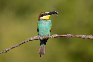 European bee-eater with dragonfly in beak on a beautiful background