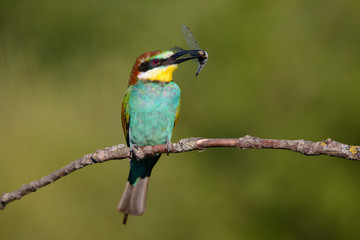 European bee-eater with dragonfly in beak on a beautiful background