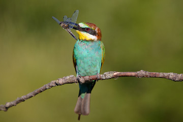 European bee-eater with dragonfly in beak on a beautiful background