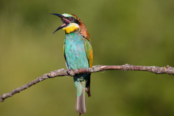 European bee-eater with open beak