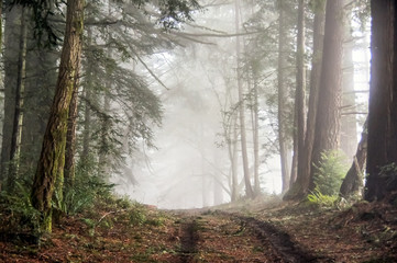 Foggy Forest of Bolinas Ridge. Point Reyes National Seashore, Marin County, California, USA.