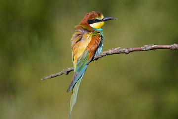 Obraz premium European bee-eater shaggy on a beautiful background