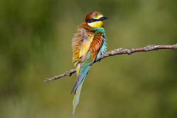 European bee-eater shaggy on a beautiful background