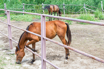 Naklejka premium Horses on the Farm 