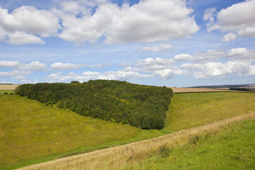 triangular shaped woodland copse