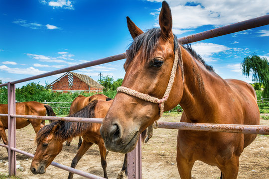 Horses on the Farm 