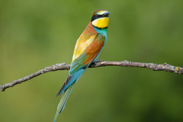 European bee-eater on a branch