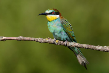 Fototapeta na wymiar European bee-eater close up
