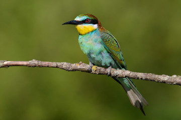 Obraz premium European bee-eater on a branch