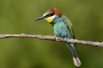 European bee-eater on a branch