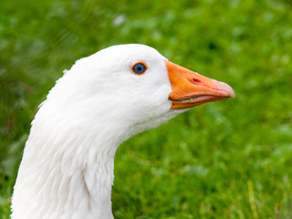 White domestic goose walks in the grass. Farm animal.