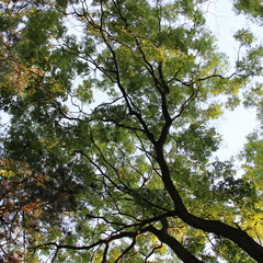 Tree in forest