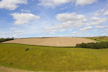 grazing meadow and stubble field