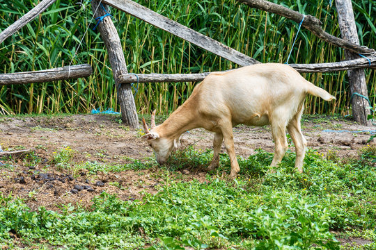 Goat at the farm