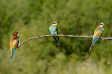 The European bee-eater, several species sitting on a branch