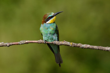 European bee-eater close up