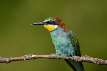 Obraz premium European bee-eater close up