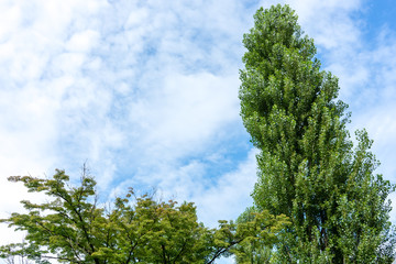 tree with blue sky and clouds