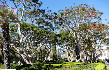 Exotischer Wald in Santa Barbara