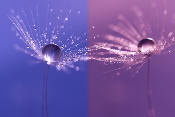 Dandelions with dew drops on a double backdrop . Macro of a dandelion on purple and blue background.