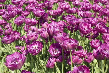 Violet tulips on flowerbed