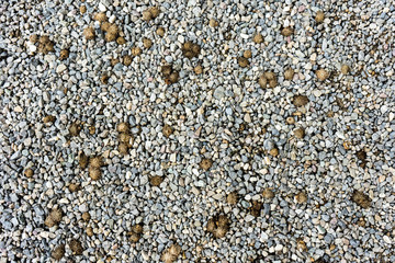 shingle path in park