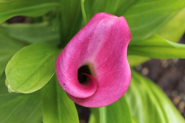 Calla Lily