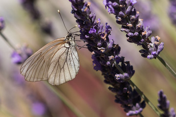 Black-veined White (Aporia crataegi)